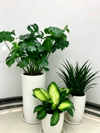 杭州湾绿植租用-杭州湾花卉租摆申请-余姚商务绿植出租-海曙花卉租摆消费者